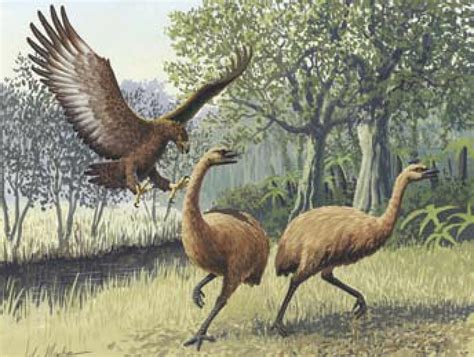 科学家证明人类导致恐鸟灭绝—论文—科学网