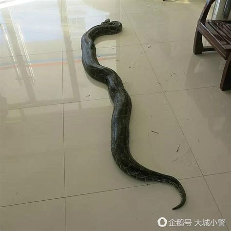 广西惊现一条48斤超级大蟒蛇，被发现时正在蜕皮
