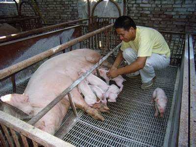 要想母猪奶水充足，养猪人一定要知道的母猪乳腺发育3阶段 - 猪好多网