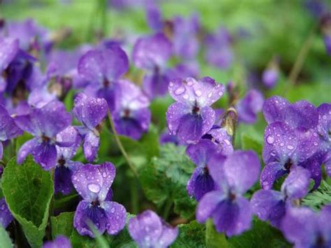 紫罗兰图片_开花的紫罗兰图片大全 - 花卉网