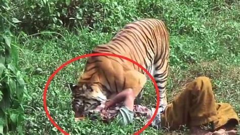 老虎狩猎技能太棒了 实拍老虎猎杀各种动物！_腾讯视频