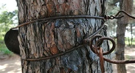 几十颗松树遭铁丝捆绑 树干勒痕触目惊心