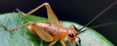 昆虫对人类有益的方面有哪些 昆虫对人类的有益和有害方面 _蚜虫