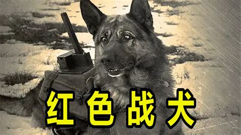 第2集｜二战隐秘历史，40000头军犬背上炸弹，与敌人坦克同归于尽！_高清1080P在线观看平台_腾讯视频