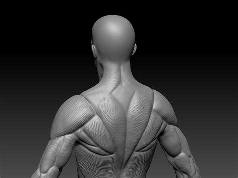 男性人体肌肉模型练习|三维|人物/生物|Vitaminisme - 原创作品 - 站酷 (ZCOOL)