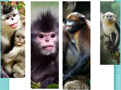 九寨沟自然保护区川金丝猴的分布及种群数量