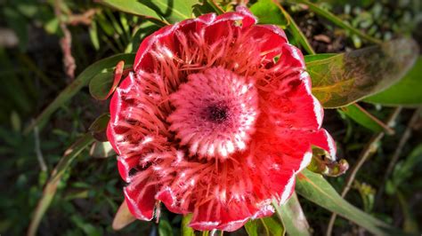 帝王花〔菩提花〕:勝利、圓滿_[标签:标题1]