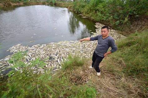 武汉一鱼塘疑遭投毒2万斤鱼死亡