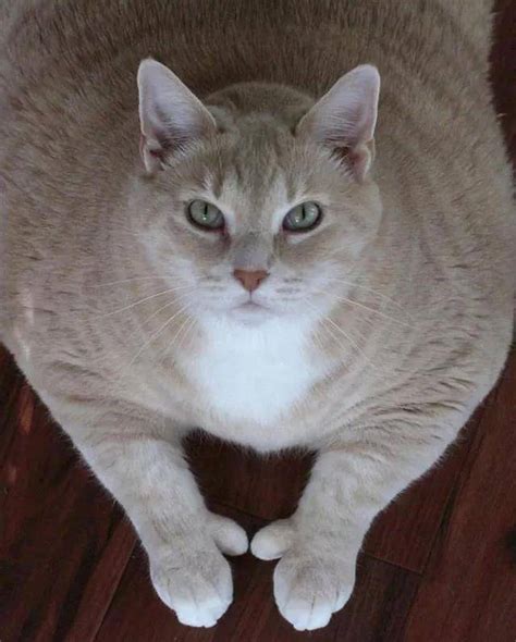 家里养了一只胖猫是一种怎样的体验？ - 知乎