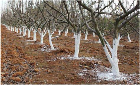 冬天果树怎么涂白？冬季果树枝干涂白的正确姿势了解一下|冬天|果树-知识百科-川北在线