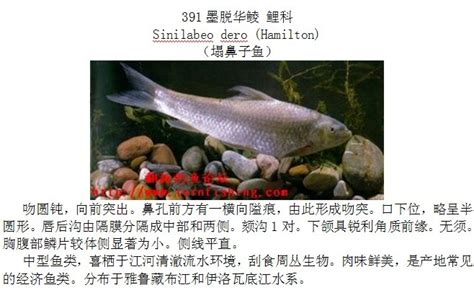 中国公认味道超赞的4种淡水鱼，红尾鱼上榜，看看哪个是你的菜？