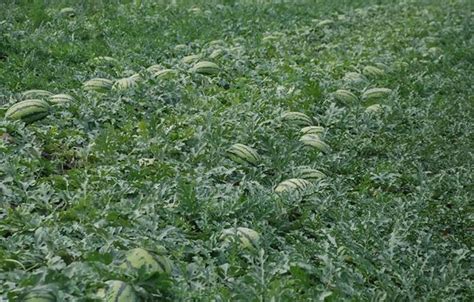 露地西瓜种植技术，建议在每年的3~4月进行种植 —【发财农业网】