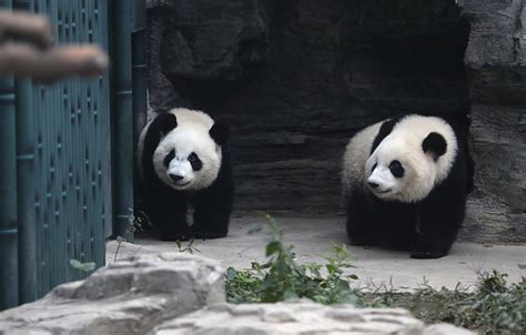 济南动物园大熊猫享受秋日阳光
