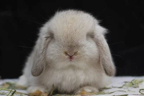 兔子品种介绍_垂耳兔