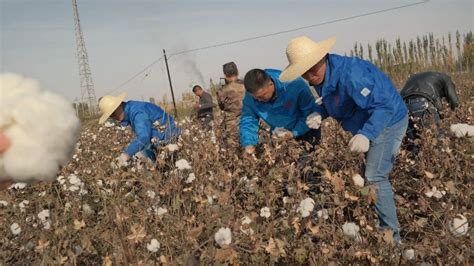 喀什种棉花怎么样,喀什棉花地,喀什地区棉花产量_大山谷图库
