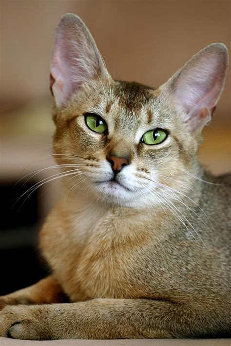 阿比西尼亚猫 - 快懂百科