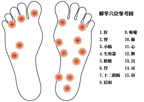 董针指驷马位置图,指驷马的准确位置图,董氏针灸三才位置图_大山谷图库