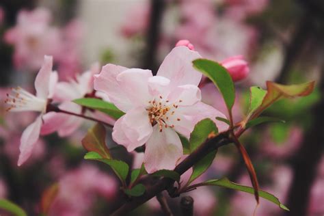 【在那桃花盛开的地方摄影图片】在那桃花盛开的地方风光摄影_太平洋电脑网摄影部落