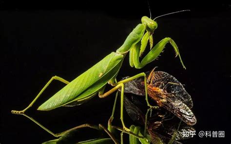 公螳螂被母螳螂一口口蚕食，真是用生命在繁殖啊_腾讯视频