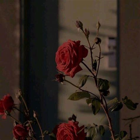 女生头像温柔红玫瑰