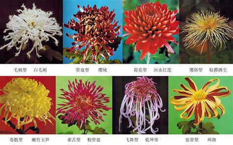 我国菊花品种分类