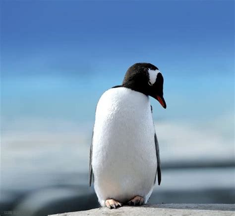 企鹅（太热，想不出得体的名字）_蜀山逗崽-站酷ZCOOL