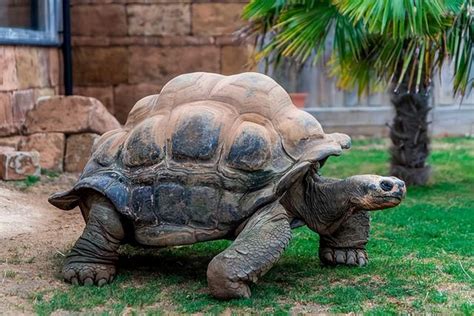 塞舌尔巨龟吃巨龟高清图片下载-正版图片300654763-摄图网