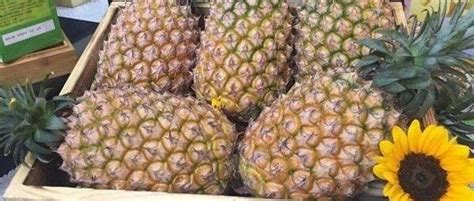 台湾菠萝再爆“黑心”问题，出口日本价格“一落千丈”-行业洞察-绿萌科技股份有限公司-为世界分选好果蔬 与世界共享好成果 中国果蔬分选领航者
