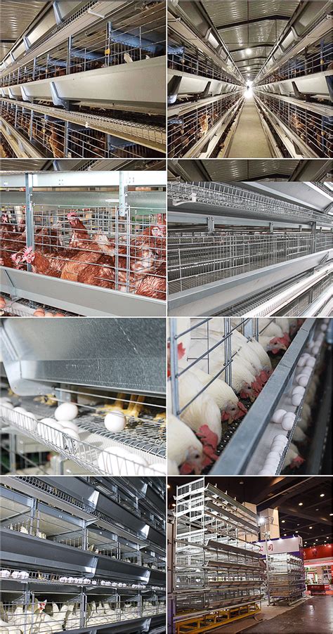 蛋鸡笼批发 自动化蛋鸡养殖笼 三层 蛋鸡笼层叠式 立式养鸡设备厂-阿里巴巴
