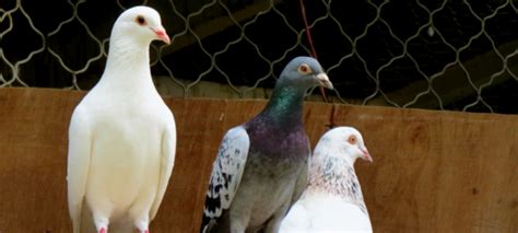 养殖鸽子选这四个品种，收益高且风险低！ - 惠农网