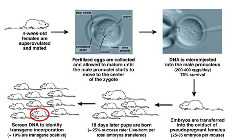 利用CRISPR-EZ技术进行有效的小鼠基因编辑 - 美格生物