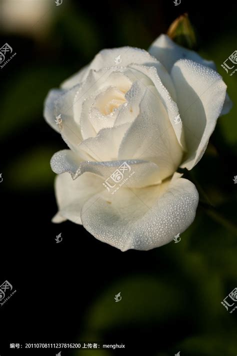 白玫瑰,花卉,植物花草,摄影,汇图网www.huitu.com