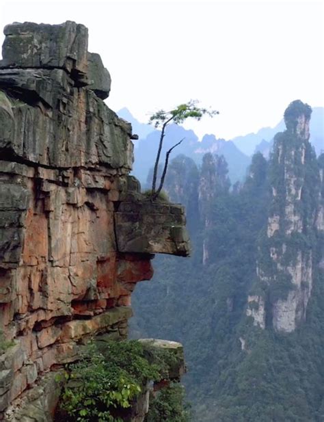 带你去看神奇的世界：张家界一棵长在悬崖顶部突出岩石上的松树！ - 必经地旅游网