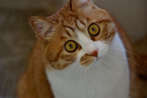 大脸猫图片