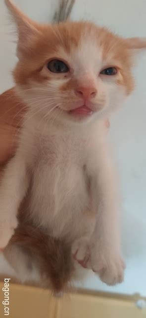两只出生两个月大橘猫免费送了（已领养完）_领养猫咪