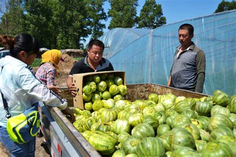 德惠：布海香瓜日销售达1000吨-中国吉林网