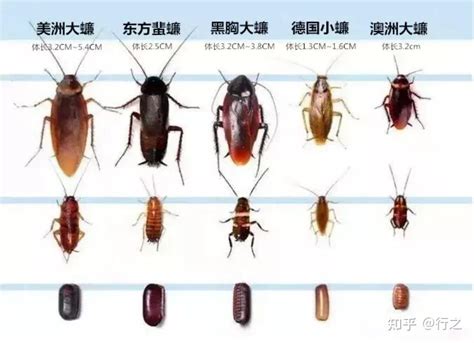 蟑螂的卵是什么样的-上海白蚁防治中心|上海杀虫公司|上海灭鼠公司|上海除蟑螂公司|上海消杀公司|上海除四害公司
