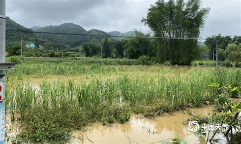 隆安洪灾淹没农田厂棚-广西高清图片-中国天气网