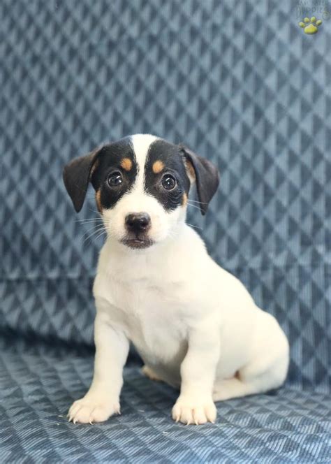 Dawn - Jack Russell Terrier Puppy for Sale in Lewisburg, PA | Lancaster ...