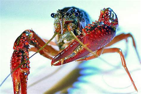 小龙虾什么时候繁殖？小龙虾的繁殖期是什么时候 - 达达搜