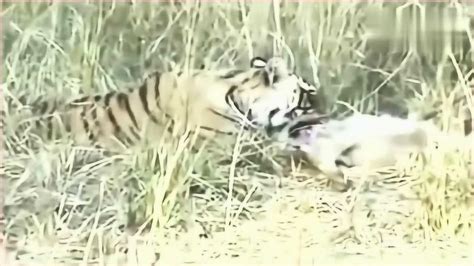 老虎捕猎的视频，真是比狮子霸气十倍_腾讯视频