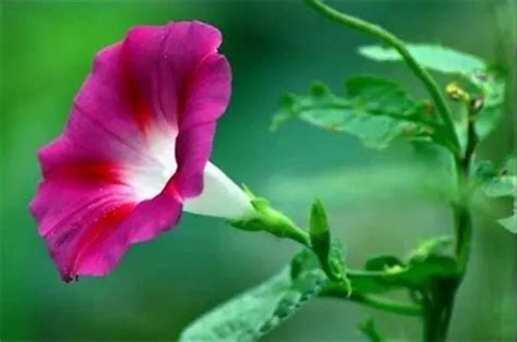 中国花卉名称大全,常见花的名字和图片,常见花卉名称大全_文秘苑图库