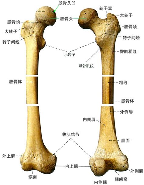 人体股骨解剖示意图-人体解剖图,_医学图库