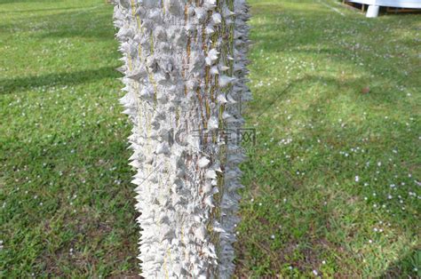 树干缝合时的白色树皮高清图片下载-正版图片320367622-摄图网