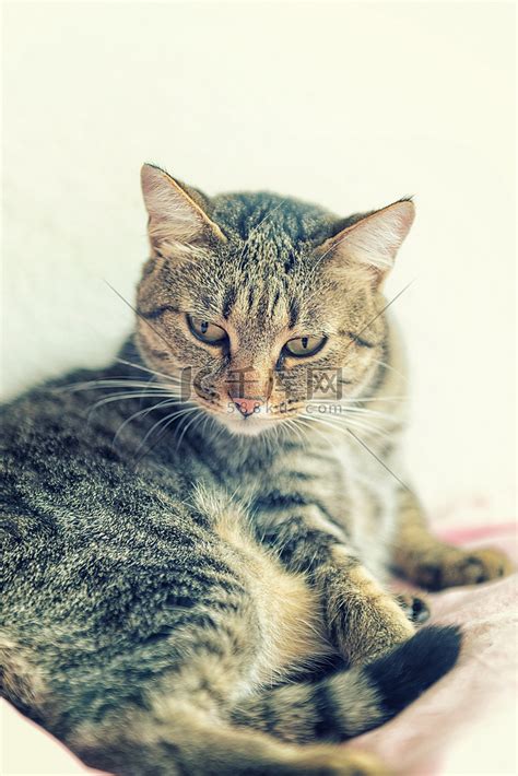 大花猫图片