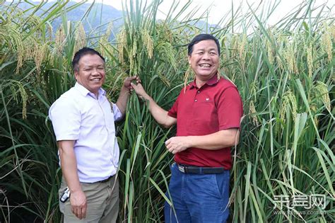 汇思想 _ 我国成功培育高产好吃的“巨型稻”