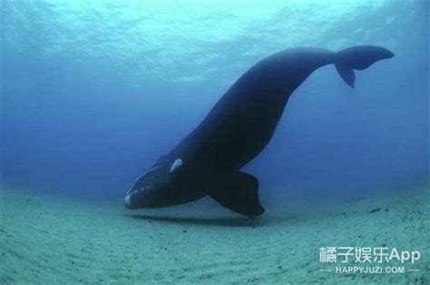 世界上最孤独的鲸鱼：alice鲸鱼还活着吗_小狼观天下