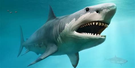 巨齿鲨还存在吗现在(“巨齿鲨”还活着？夏威夷海域发现一条巨型鲨鱼，实在是太大了) | 说明书网