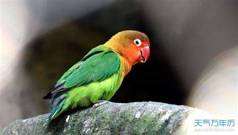 特写的太阳鹦鹉或太阳锥-美丽的黄色和橙色鹦鹉鸟与美丽的羽毛细节在松卡拉泰国素材-高清图片-摄影照片-寻图免费打包下载