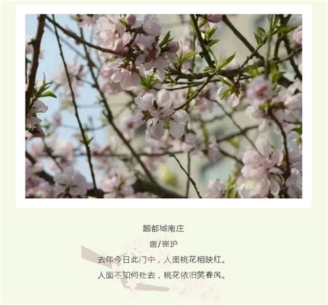 最是一年春好处|快来安贞的春天里感受人间诗意！